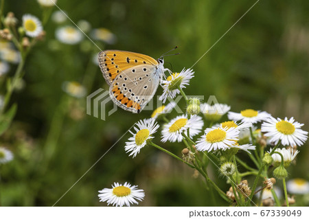 Insects of Korea 67339049