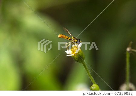 Insects of Korea Insects of Korea 67339052