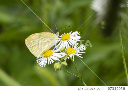 Insects of Korea 67339056