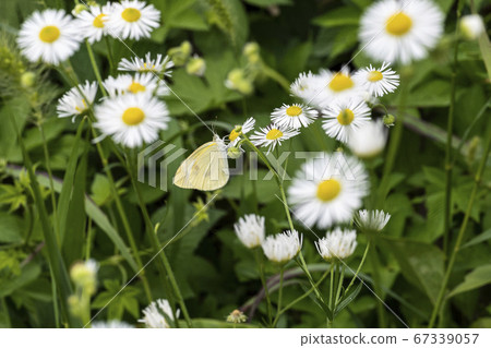 Insects of Korea 67339057