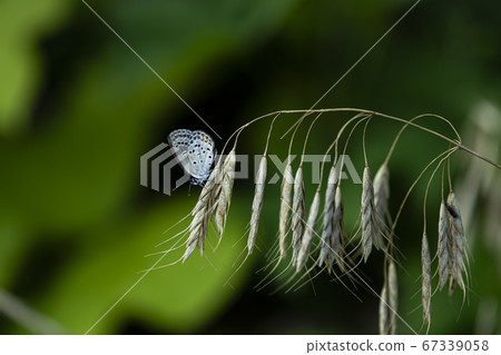 Insects of Korea Insects of Korea 67339058