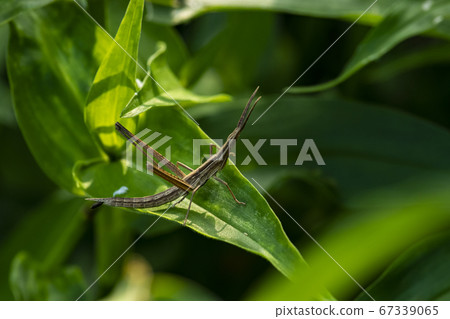 Insects of Korea 67339065