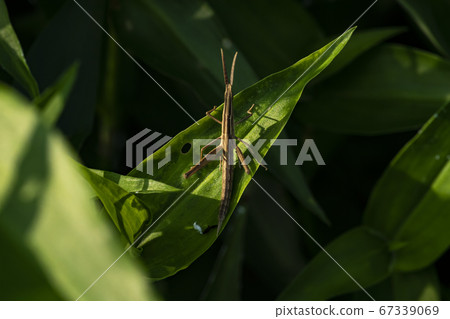 Insects of Korea Insects of Korea 67339069