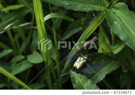 Insects of Korea Insects of Korea 67339071