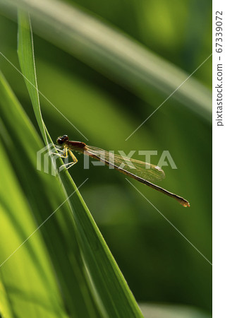 Insects of Korea 67339072