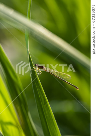 Insects of Korea Insects of Korea 67339073