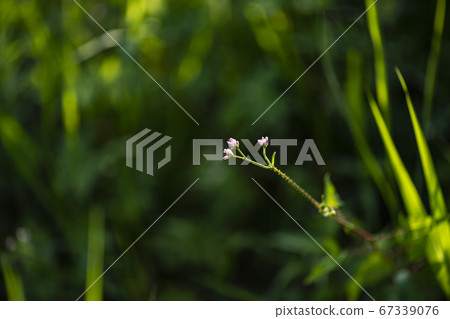 Insects of Korea 67339076