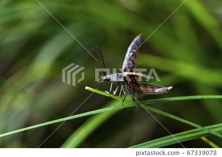 韓國的昆蟲 67339078