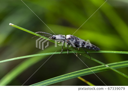 韓國的昆蟲 67339079