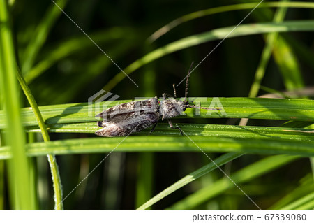 Insects of Korea 67339080