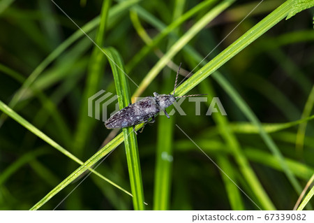 Insects of Korea 67339082