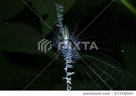 Insects of Korea 67339084