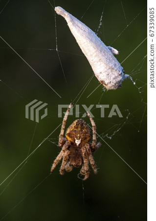 Insects of Korea Insects of Korea 67339085