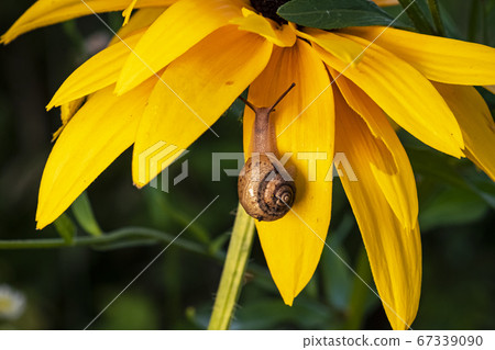 Insects of Korea Insects of Korea 67339090