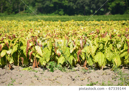 American Tobacco Farm American Tobacco Farm 67339144