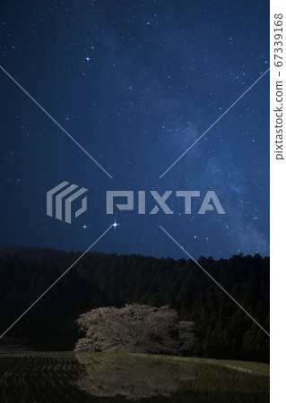 Milky Way and cherry blossoms blooming beside rice fields 67339168