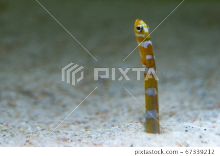 Nishiki Nago Nishiki Nago 67339212