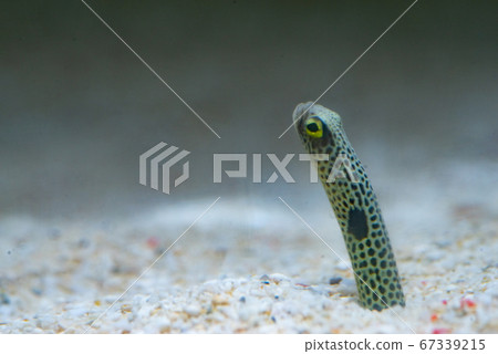 Chinese eel Chinese eel 67339215