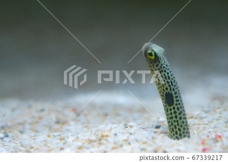 Chinese eel 67339217