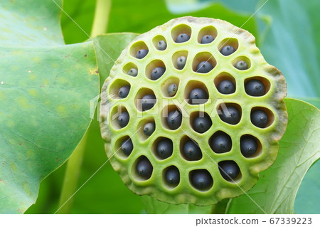 Lotus flower tray 67339223