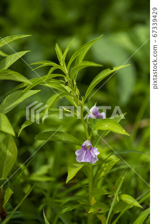 Korean wildflowers 67339429