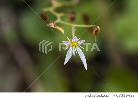 Korean wildflowers Korean wildflowers 67339452