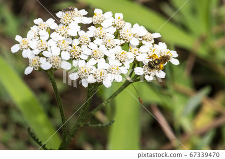 Korean wildflowers Korean wildflowers 67339470