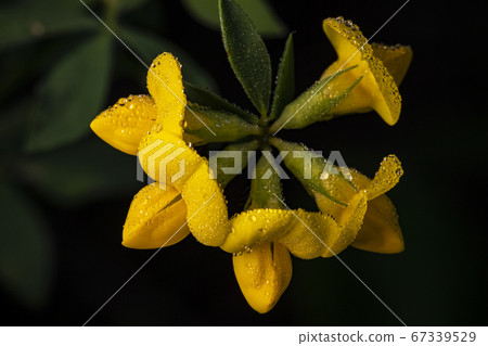 Korean wildflowers Korean wildflowers 67339529