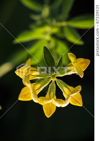 Korean wildflowers Korean wildflowers 67339535