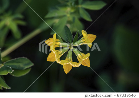 韓國野花 韓國野花 67339540