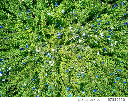 Doraji field, doraji flowers, Doraji field, doraji flowers, 67339630