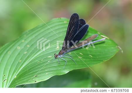Hagro Dragonfly(女) Hagro Dragonfly(女) 67339708