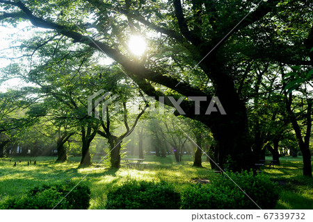 Scenery of the fresh green Yoyogi Park in Tokyo 67339732