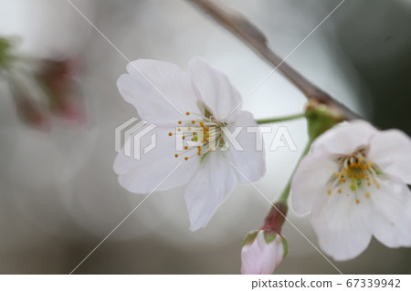 Yoshino cherry tree 67339942