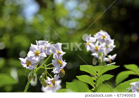 Potato (Kitakyari) flowers Potato (Kitakyari) flowers 67340003