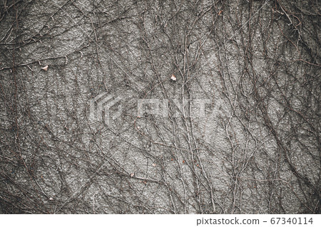 Gray textured wall with dry ivy plant vines 67340114