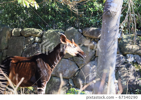 Okapi 67340290