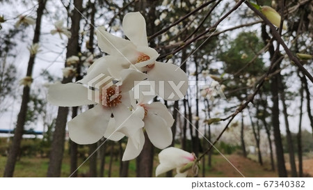 Magnolia flower Magnolia flower 67340382