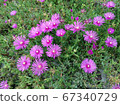 Matsubagiku松針菊花 67340729