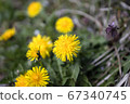  Dandelion 67340745