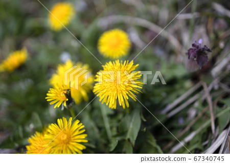  蒲公英 67340745