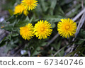  Dandelion 67340746