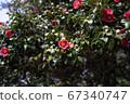 Camellia flower 67340747
