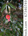 Camellia flower 67340749