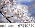 Cherry Blossoms	 67340750