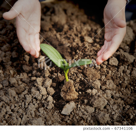 Green Sprout 67341106