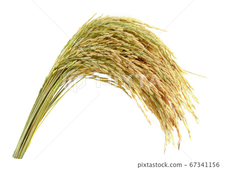 Thai Jasmine rice on white background Thai Jasmine rice on white background 67341156