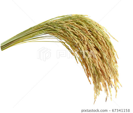 Thai Jasmine rice on white background 67341158