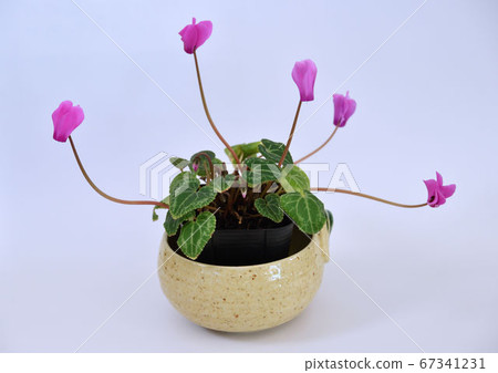 Flower bonsai with small pink flowers blooming in all directions Flower bonsai with small pink flowers blooming in all directions 67341231
