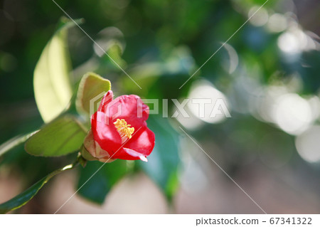 Camellia and camellia 67341322